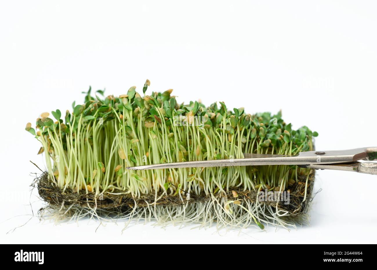 Grüne Flachssprossen auf weißem Hintergrund, nützliches Mikrogrün auf weißem Hintergrund Stockfoto