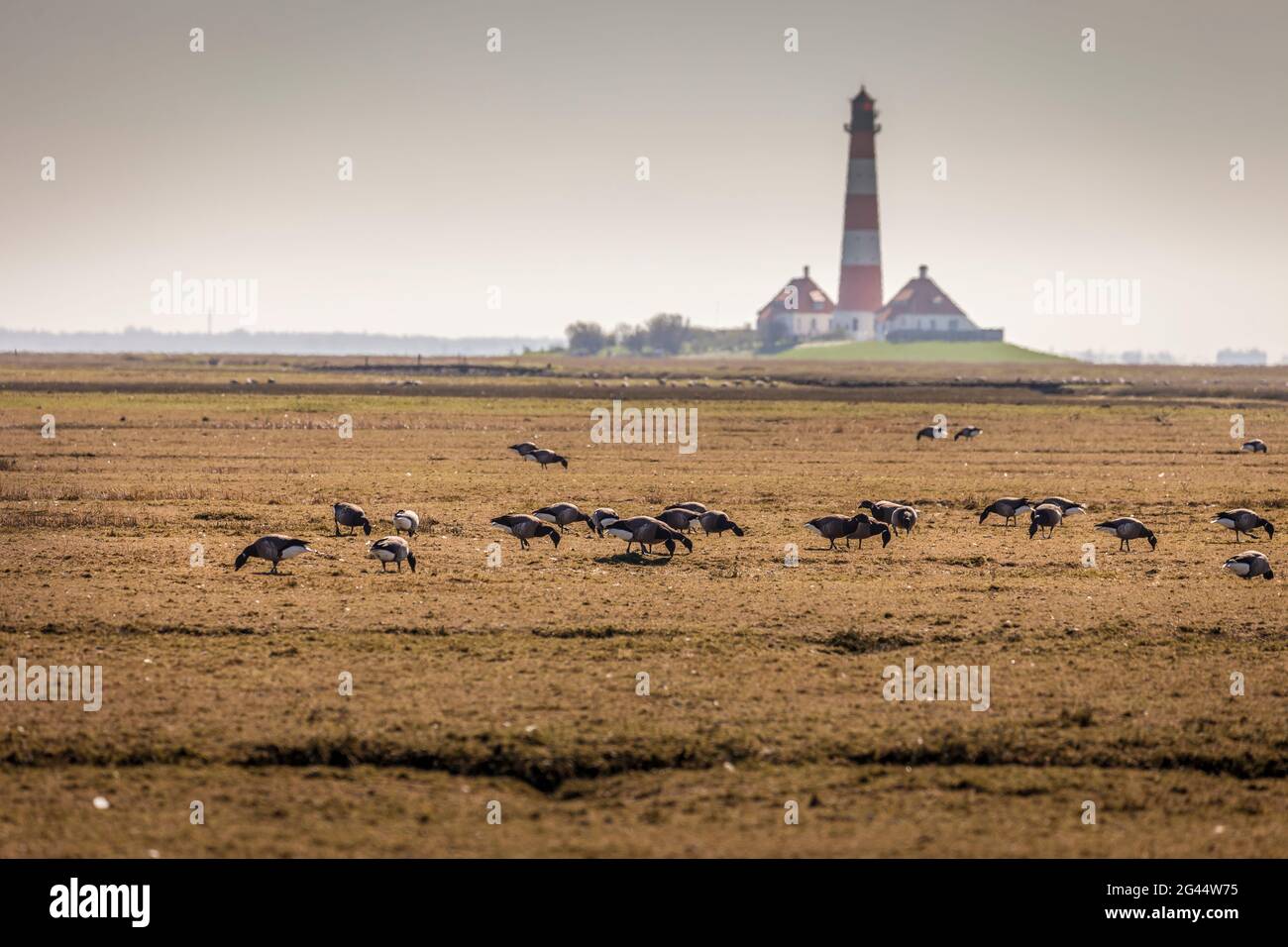 Ruhende Zugvögel am Leuchtturm Westerheversand, Nordfriesland, Schleswig-Holstein Stockfoto