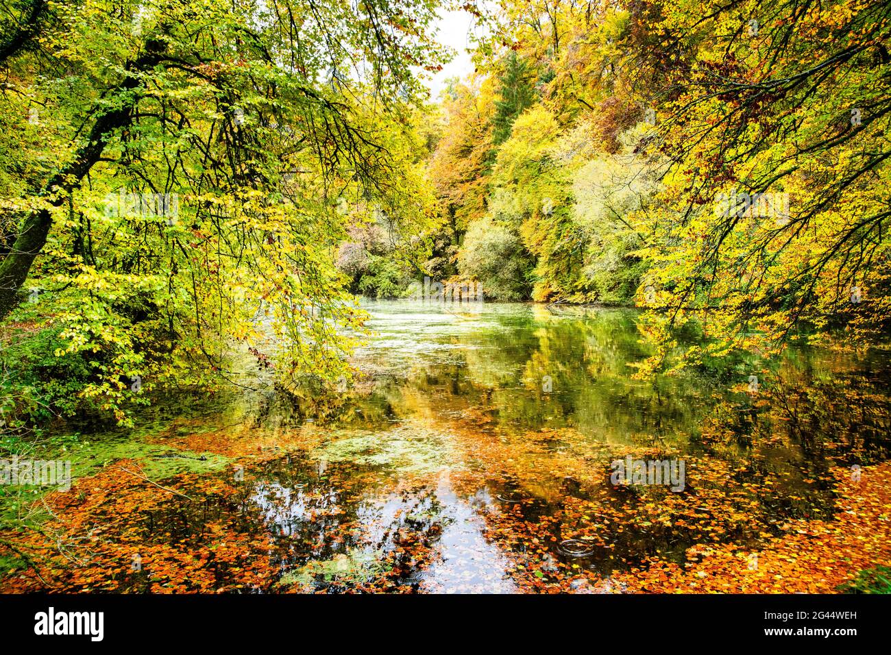 Landschaft mit See im Wald im Herbst, Baden-Württemberg, Deutschland Stockfoto
