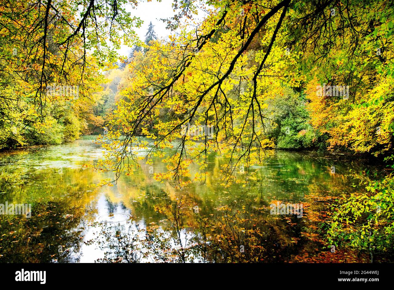 Landschaft mit See im Wald im Herbst, Baden-Württemberg, Deutschland Stockfoto