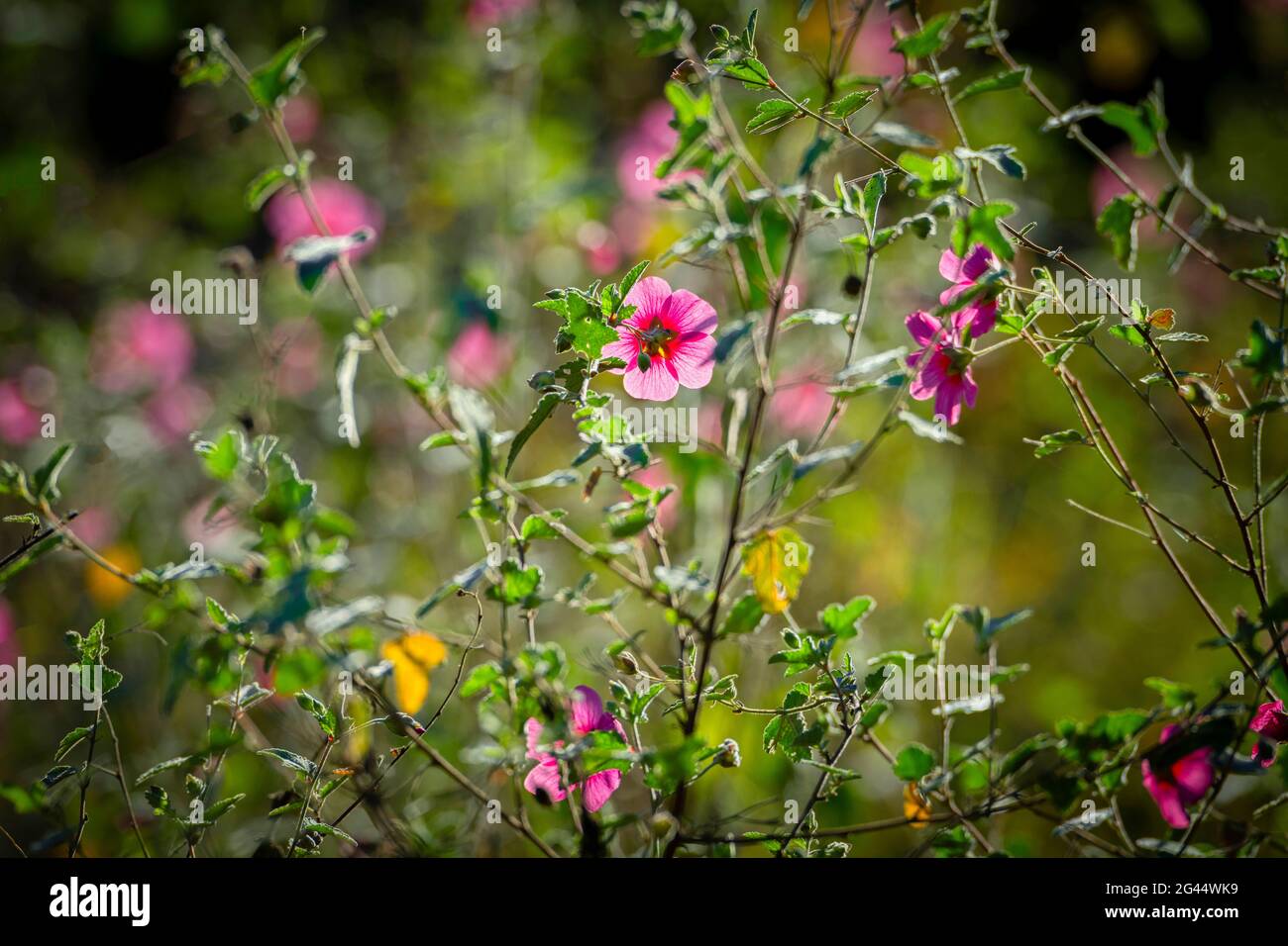 Nahaufnahme von rosa Blüten auf der Pflanze Stockfoto