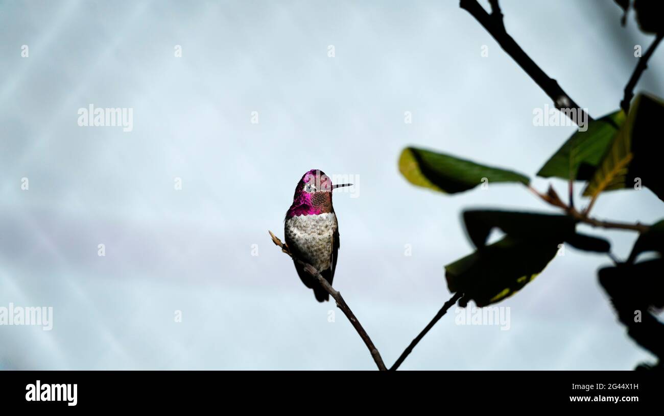 Kolibri hocken auf Zweig Stockfoto