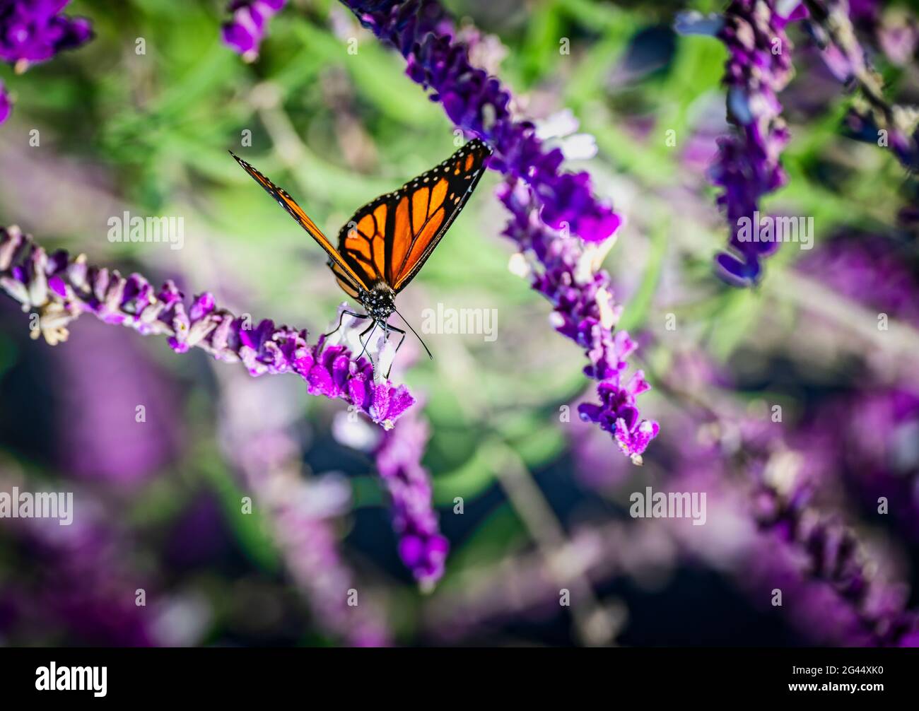 Monarchschmetterling (Danaus plexippus), der auf rosa Blüten starrend Stockfoto