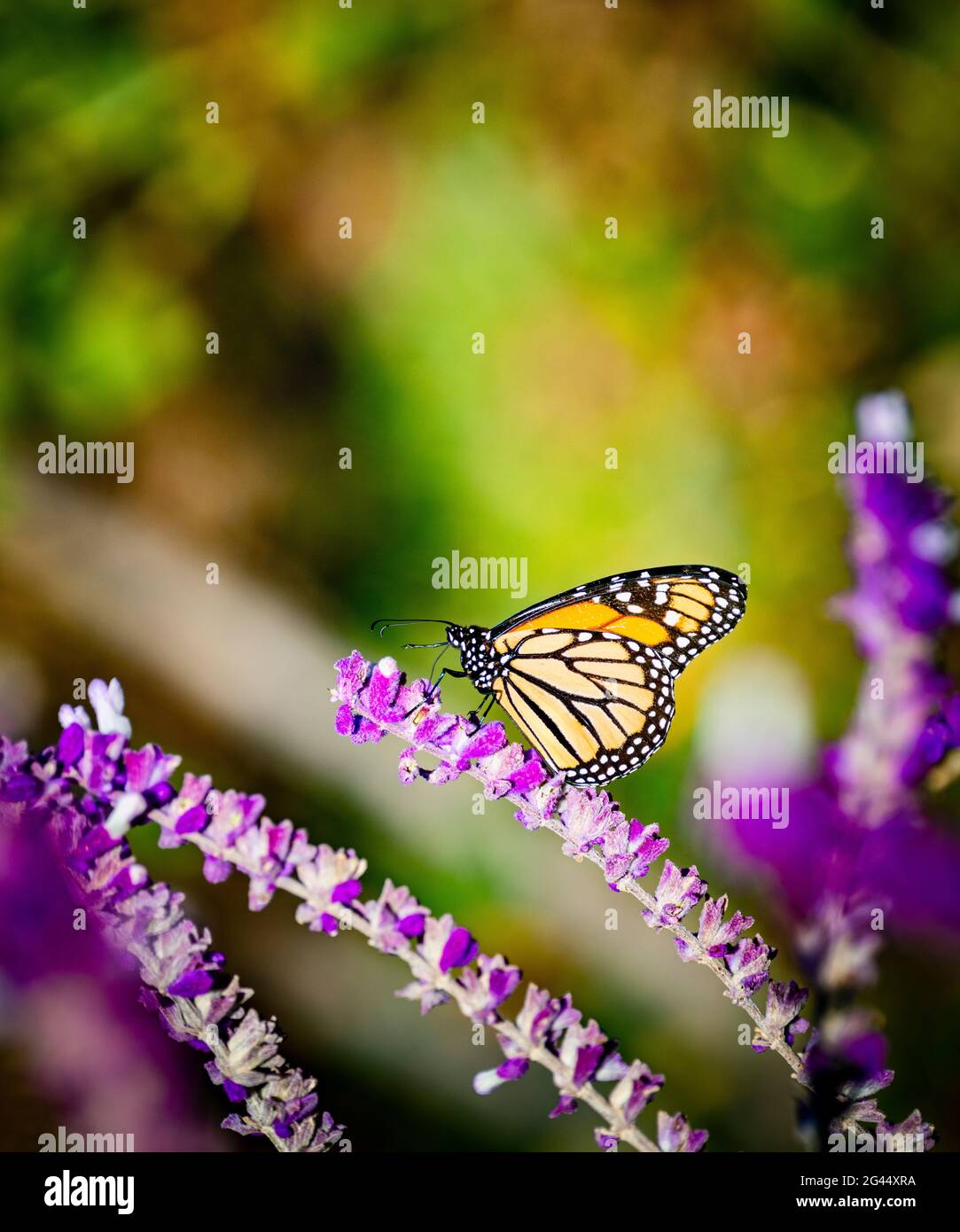 Monarchschmetterling (Danaus plexippus), der auf rosa Blüten starrend Stockfoto