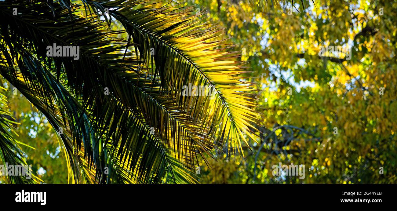 Naturfoto von Palmblättern im grünen Wald Stockfoto