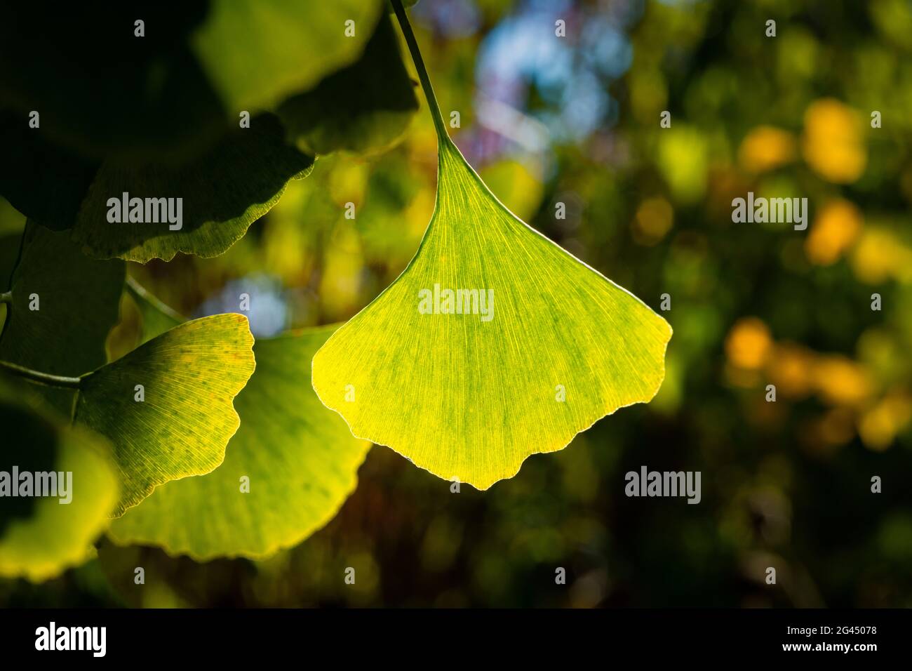 Nahaufnahme des grünen Ginkgo biloba Blattes Stockfoto