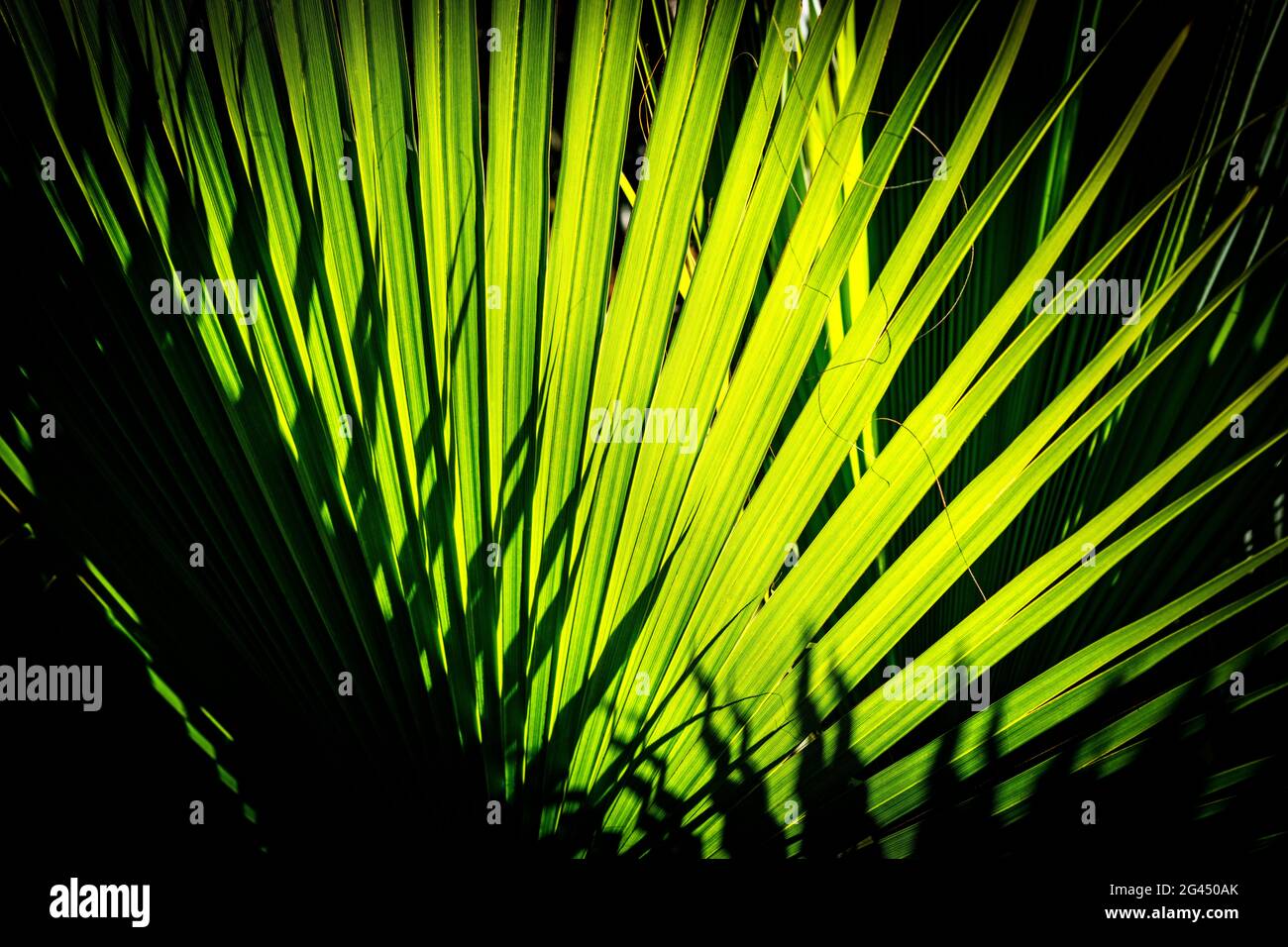 Nahaufnahme von grünen Palmenblättern Stockfoto