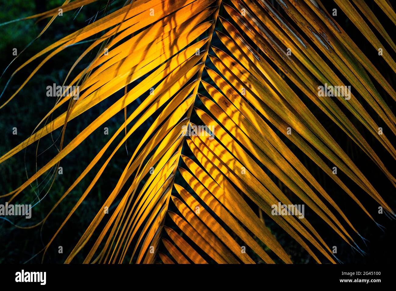 Nahaufnahme von braunen Palmenblättern Stockfoto