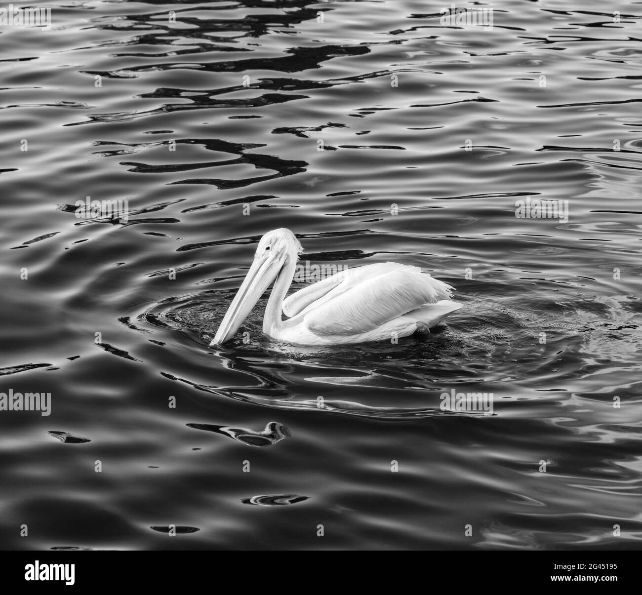 Pelican schwimmt auf dem Wasser im See in schwarz und weiß Stockfoto