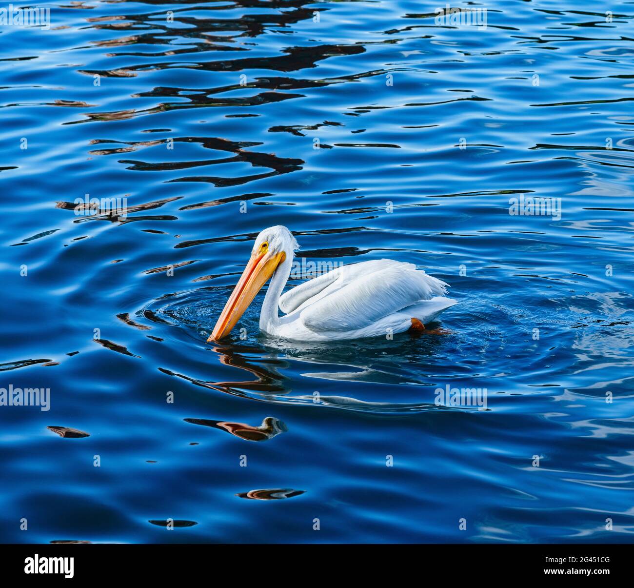Pelican schwimmt auf blauem Wasser im See Stockfoto