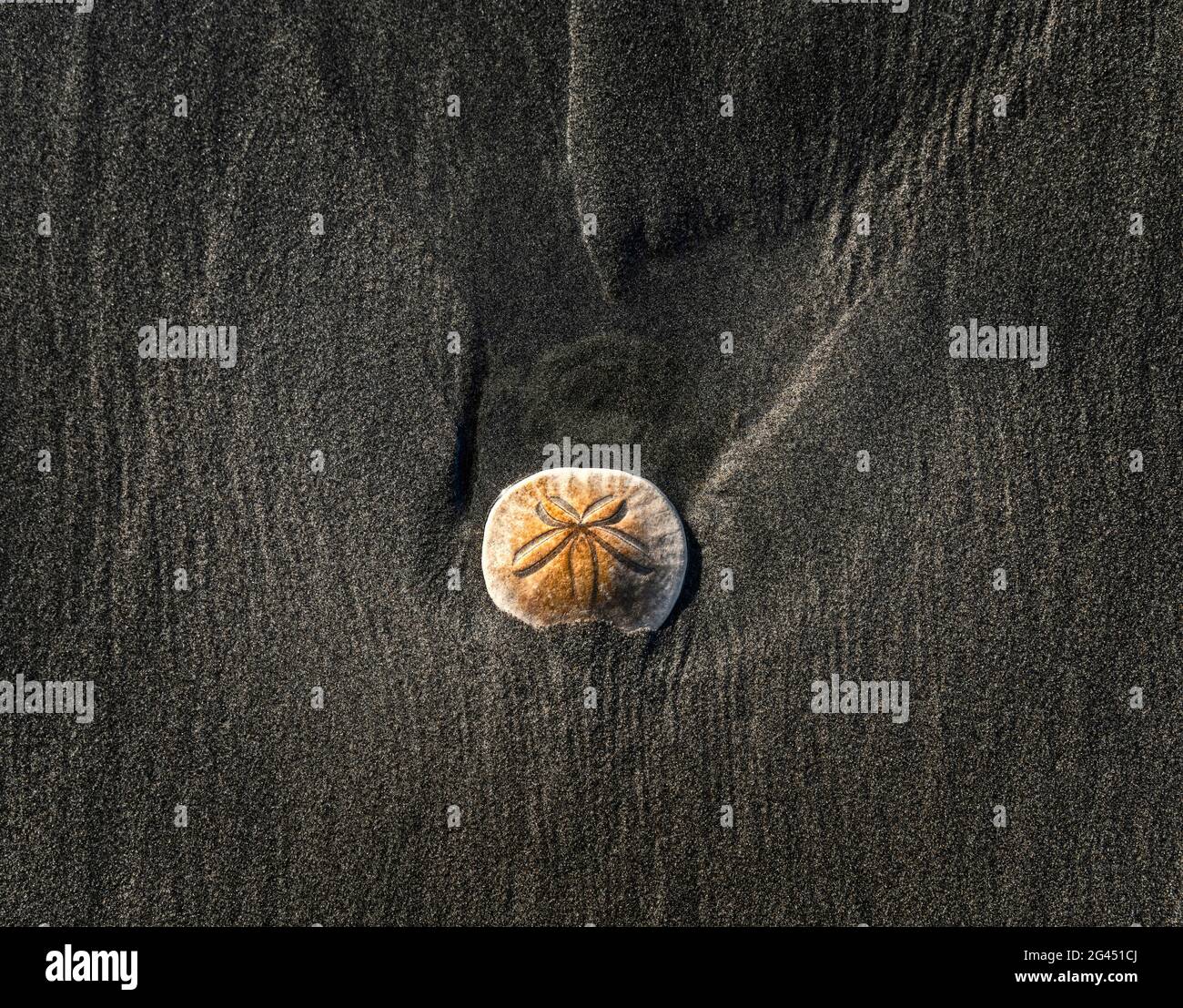 Sanddollar (Clypeasteroida) am Strand im Sand Stockfoto