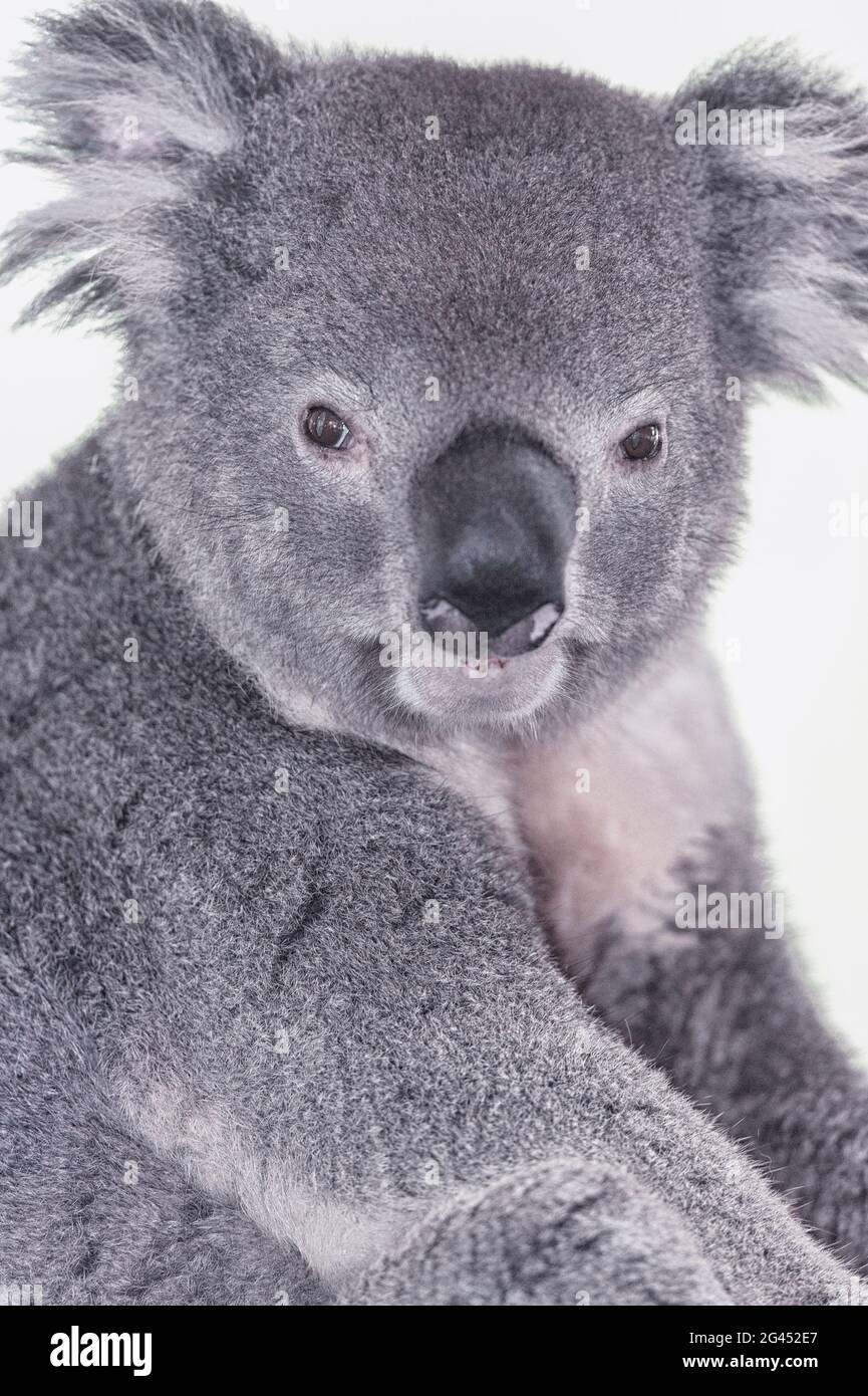 Koala (Phascolarctos Cinereous), Nahaufnahme, Lone Pine Koala Sanctuary, Brisbane, Queensland, Australien Stockfoto