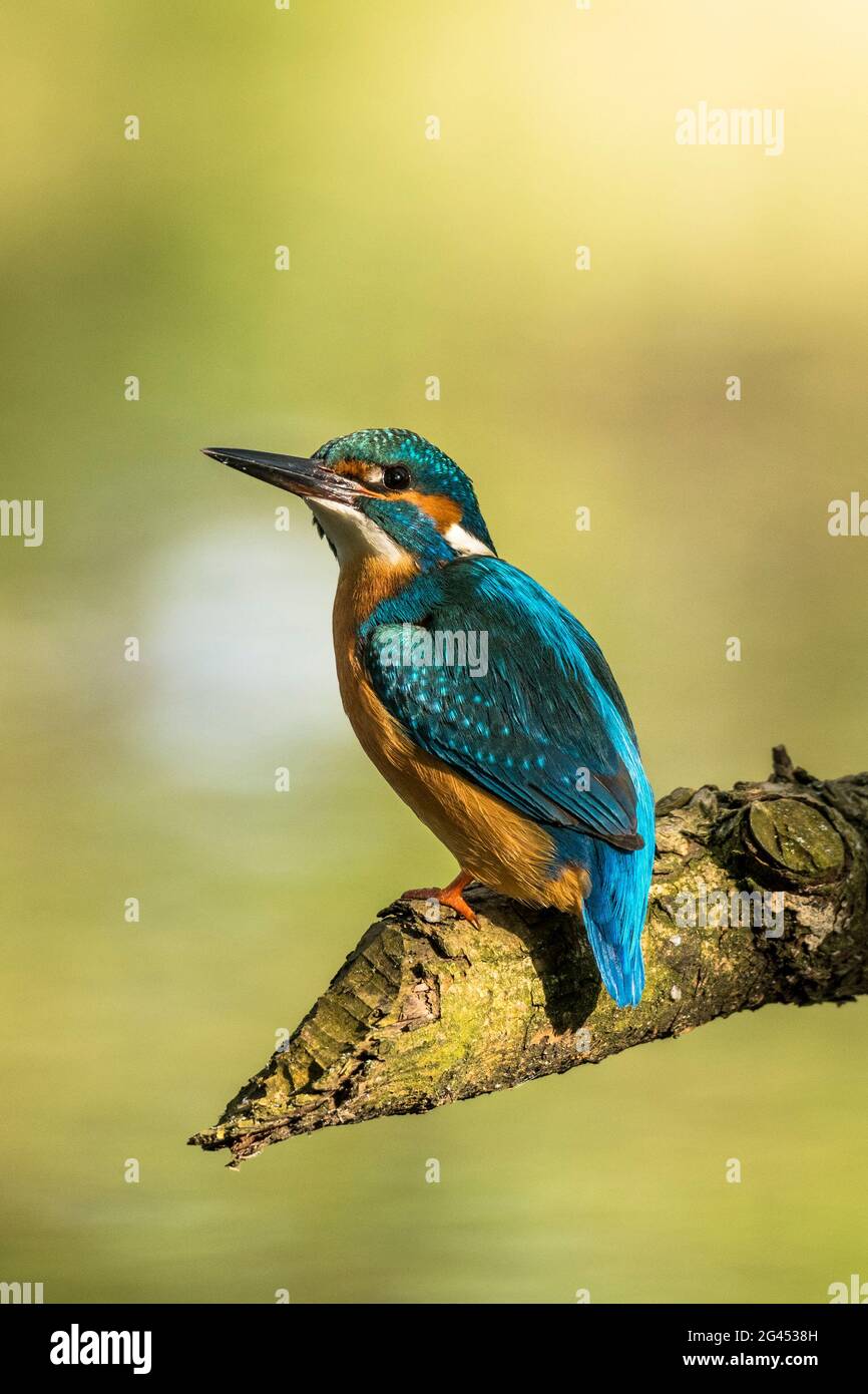 Kingfisher sitzt vom Ast, der von Bilber im Morgenlicht verspeist wird, Detuschland, Brandenburg, Spreewald Stockfoto