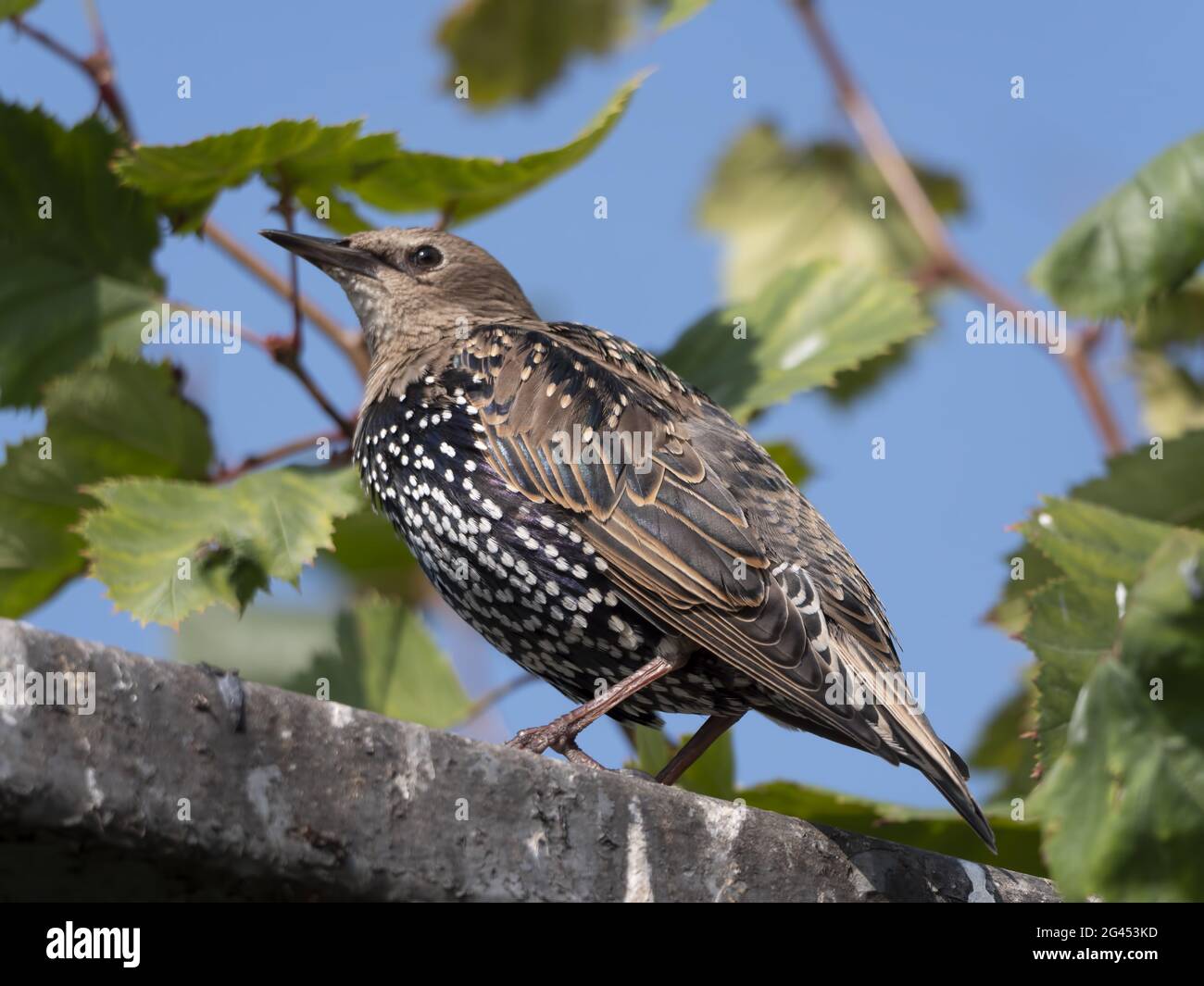 sturnus vulgaris sitzt auf dem Zaun Stockfoto