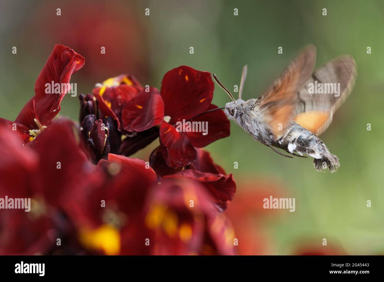 Kolibri-Falkenmotte auf einer Wandblume Stockfoto