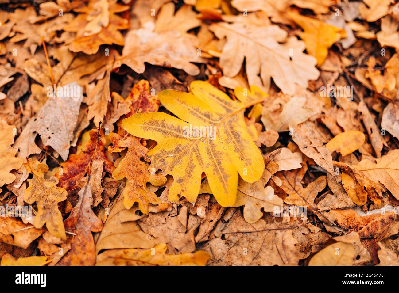 Beschaffenheit der Blätter im Herbst. Gelbe Eichenblatt Wurf auf dem Boden in Stockfoto