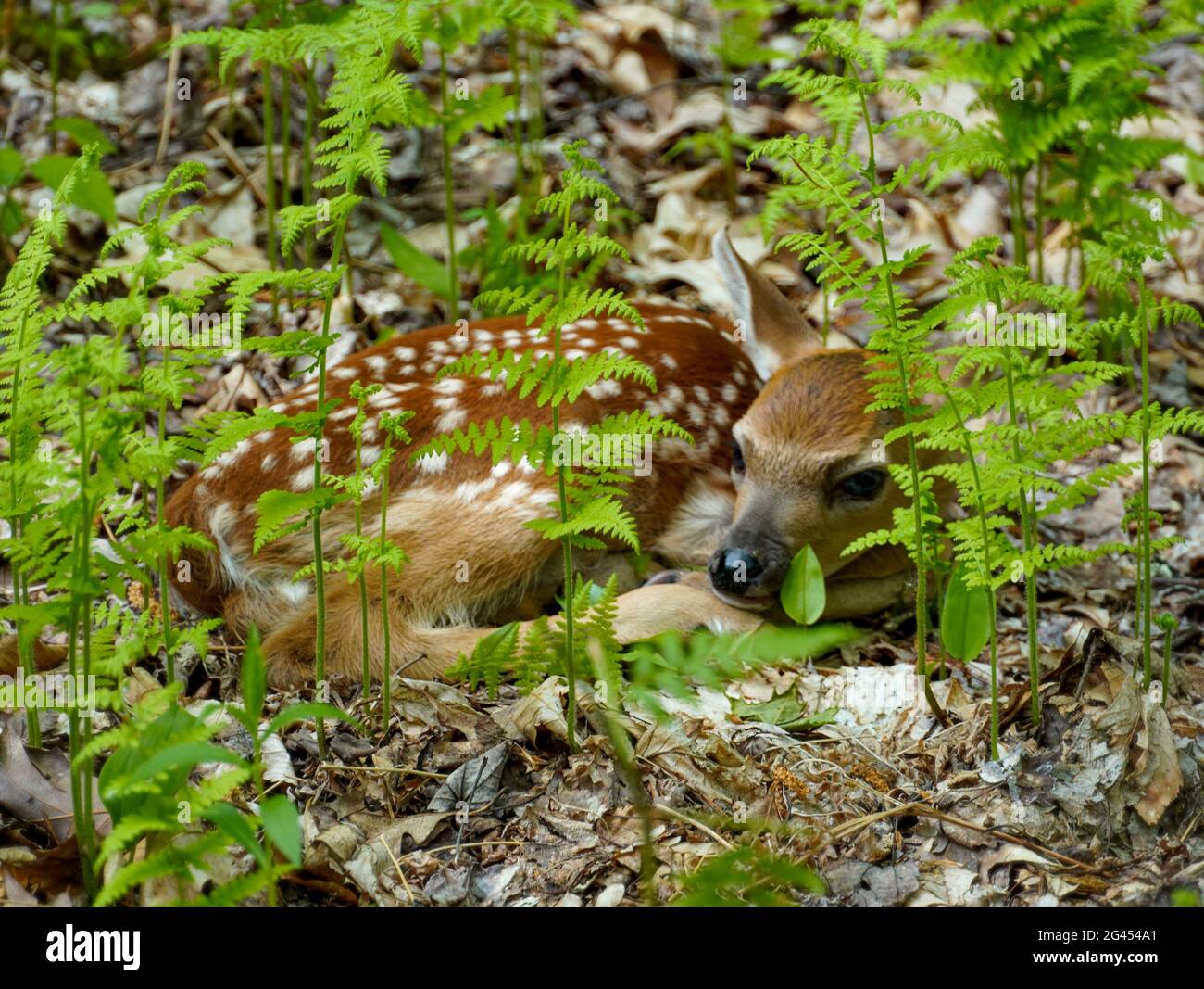 Fawn versteckt sich im Wald und wartet auf Mama. Hirsch in der Natur. Pennsylvania, PA. Stockfoto