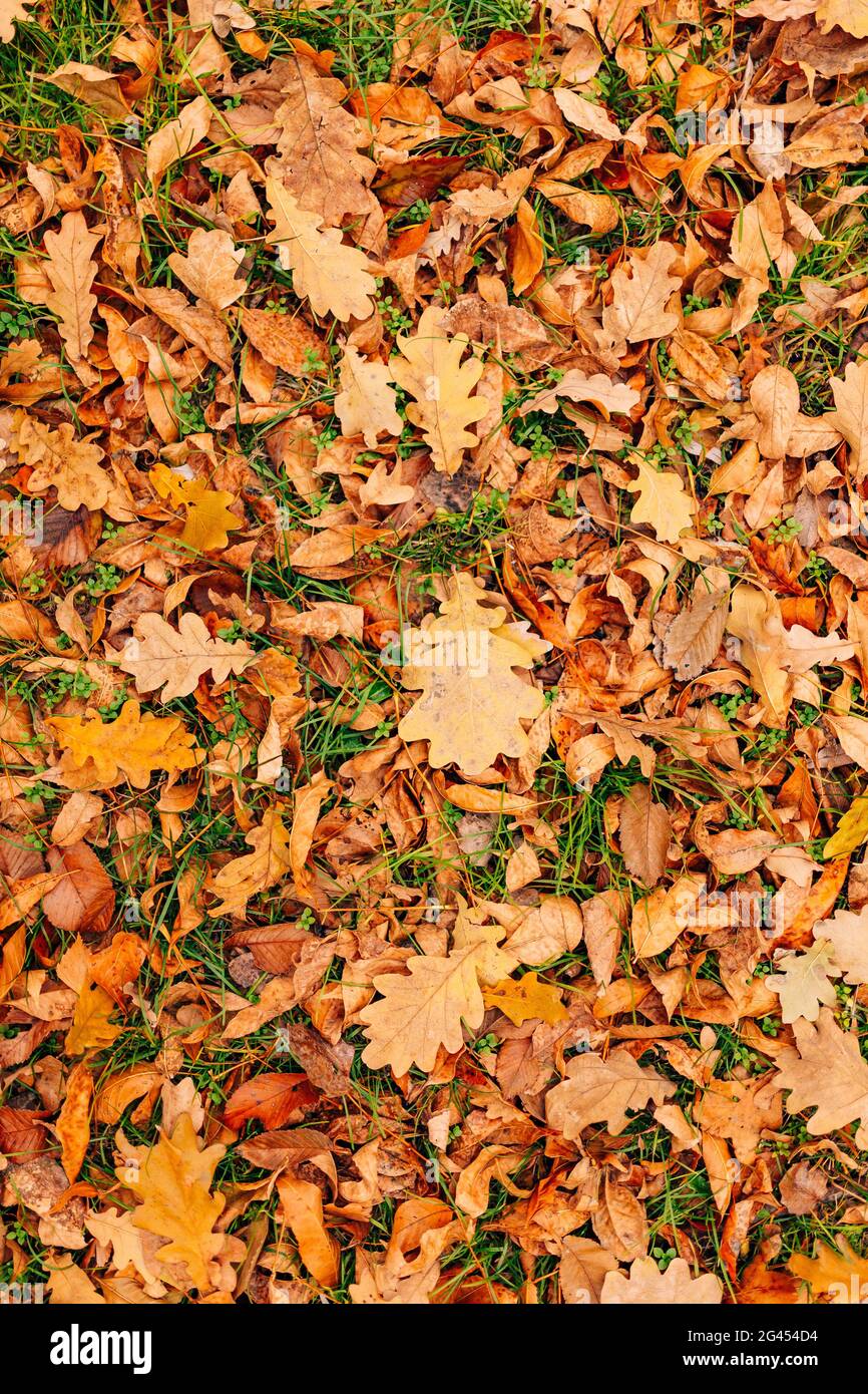 Beschaffenheit der Blätter im Herbst. Gelbe Eichenblatt Wurf auf dem Boden in Stockfoto