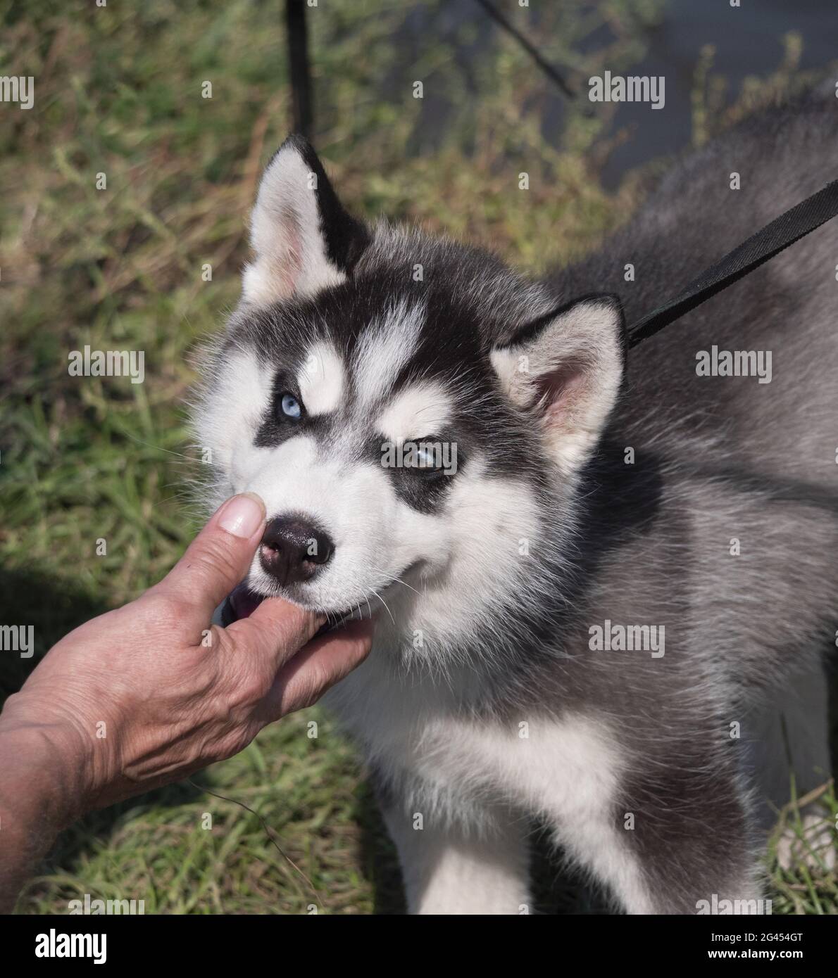 Pat auf den Kopf mit seiner Hand Husky Welpen Hund Stockfoto