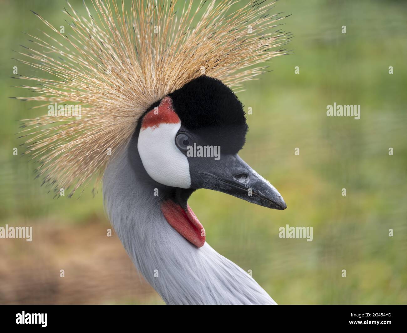 Wunderschöner Vogel, grau Bekrönter Kranich mit blauem Auge und roter Wattle Stockfoto