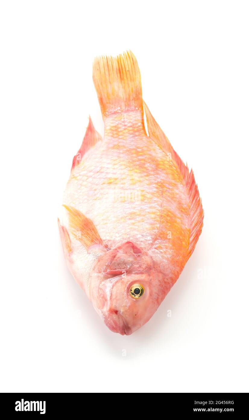 Red Tilapia auf weißem Hintergrund Stockfoto