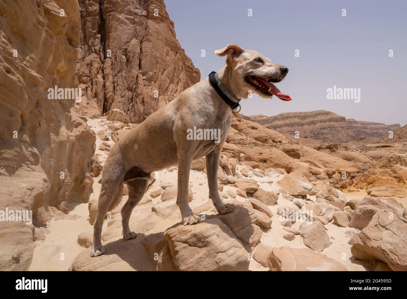 Ein Haushund, der die Aussicht im Timna Valley Park, der Negev-Wüste, im Süden Israels, betrachtet. Stockfoto
