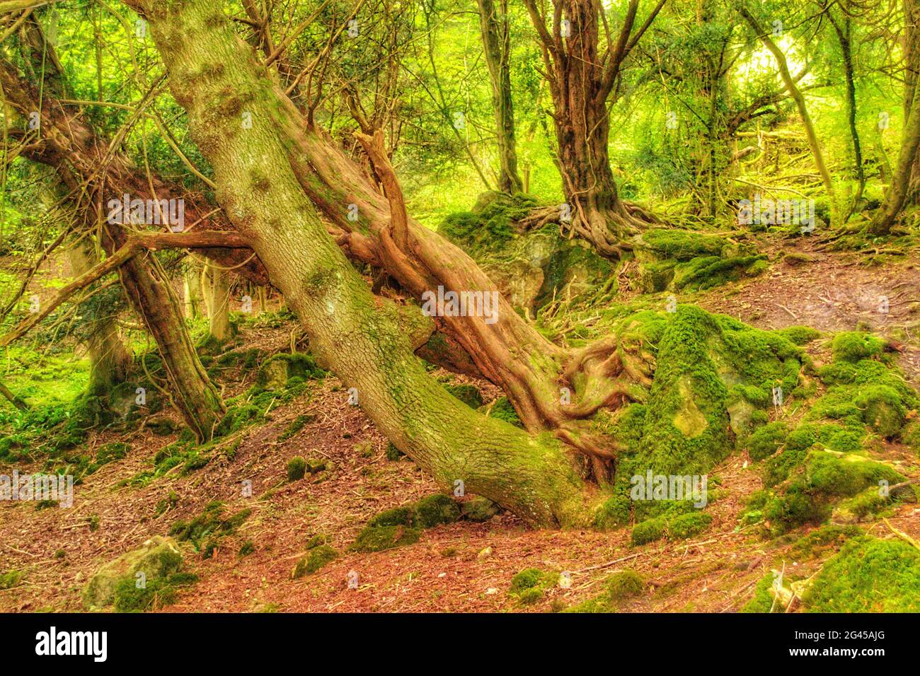Zauberwald Stockfoto