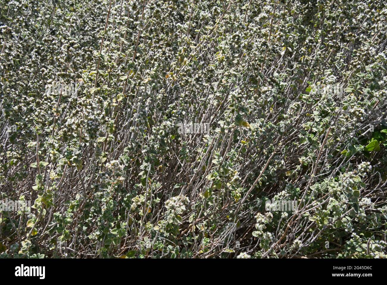 bible hysop - za'atar - Origanum syriacum Stockfoto