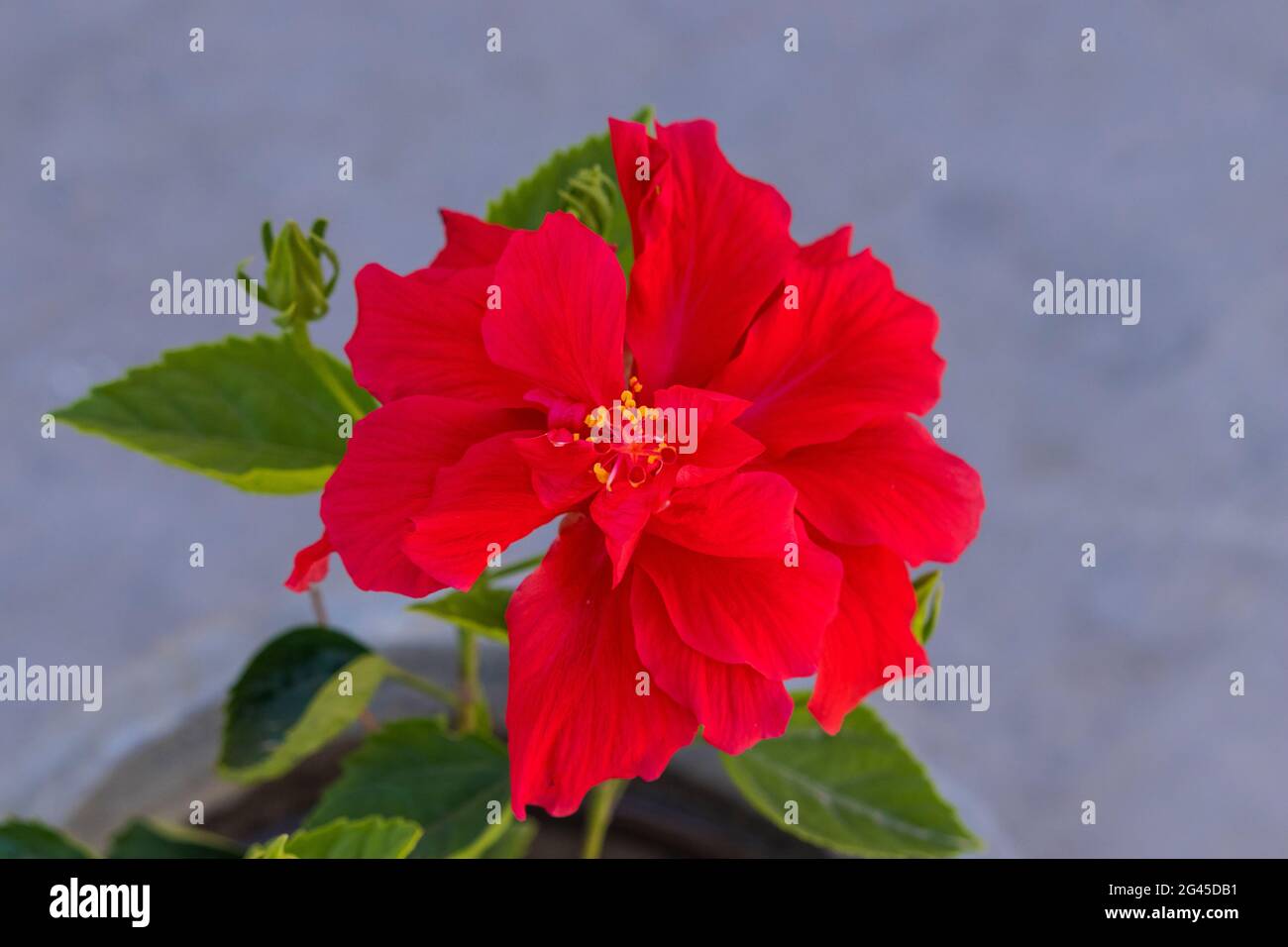 Hibiscus rosa sinensis chinesischer hibiskus Fotos und Bildmaterial