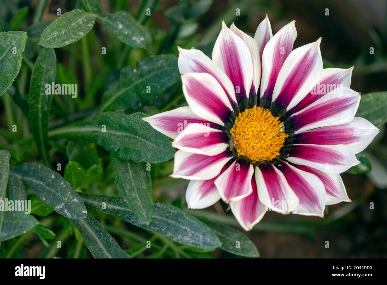 Eine wunderschöne violett-weiße und gelbe Gazania-Rigens-Blume (Schatzblume) auf der Terrasse. Auch bekannt als Gazania Big Kiss White Flame. Stockfoto