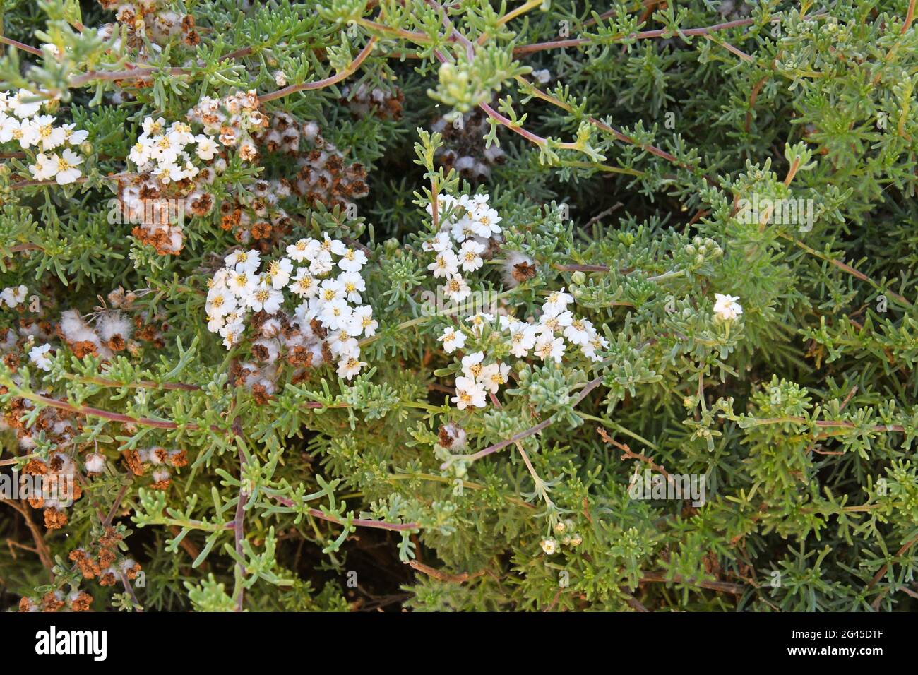 Wilder Rosmarin, Eriocephalus africanus Stockfoto