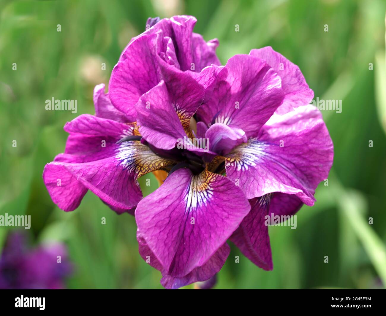 Nahaufnahme einer schönen rosa Irisblume Stockfoto