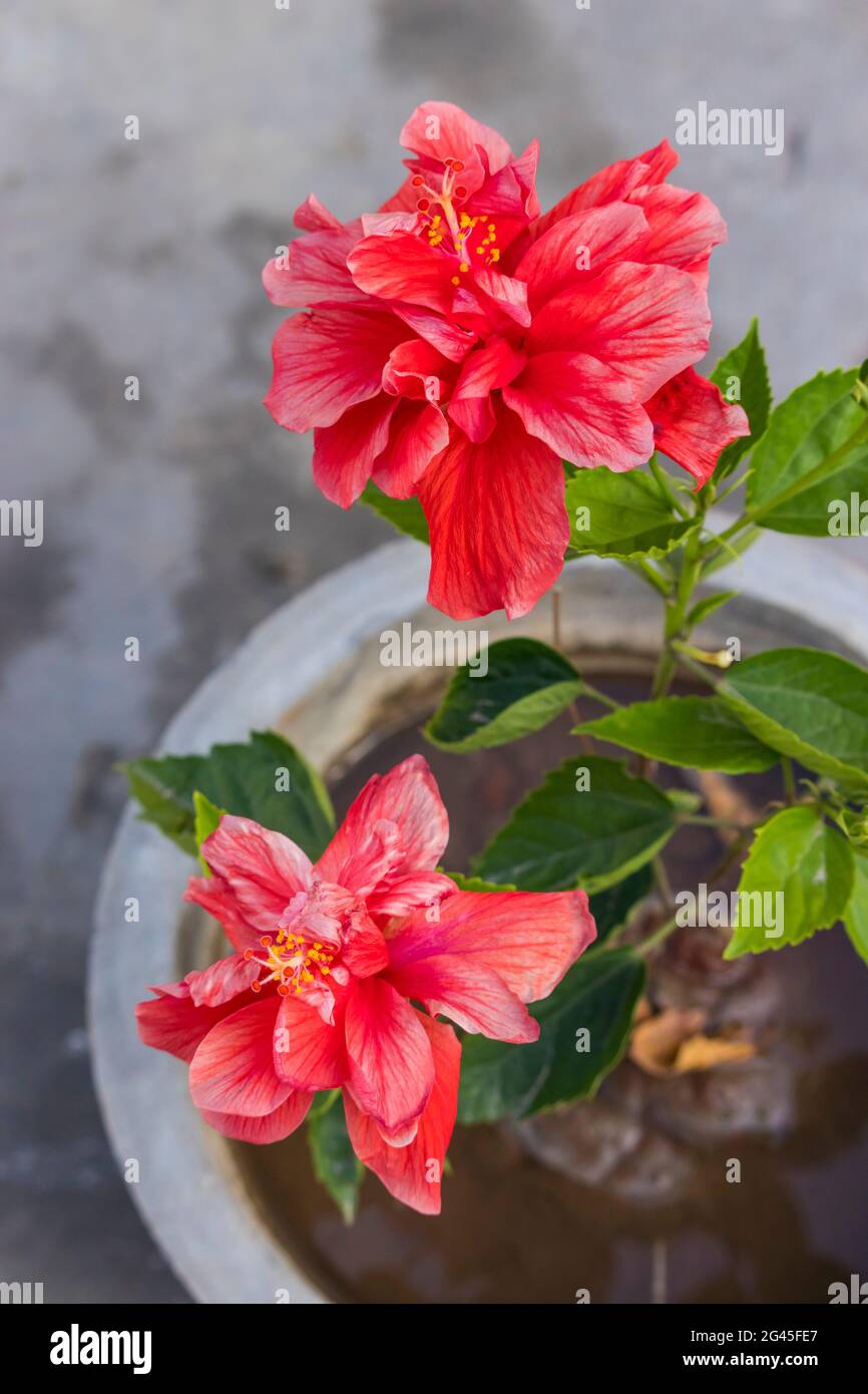 Wunderschöne rote Hibiskusblüte (rosa sinensis) auf der Terrasse Stockfoto