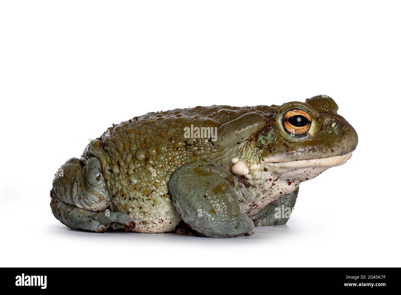 Bufo Alvarius alias Colorado River Toad, sitzend in Seitenwegen. Mit goldenen Augen nach vorne schauen. Isoliert auf weißem Hintergrund. Stockfoto