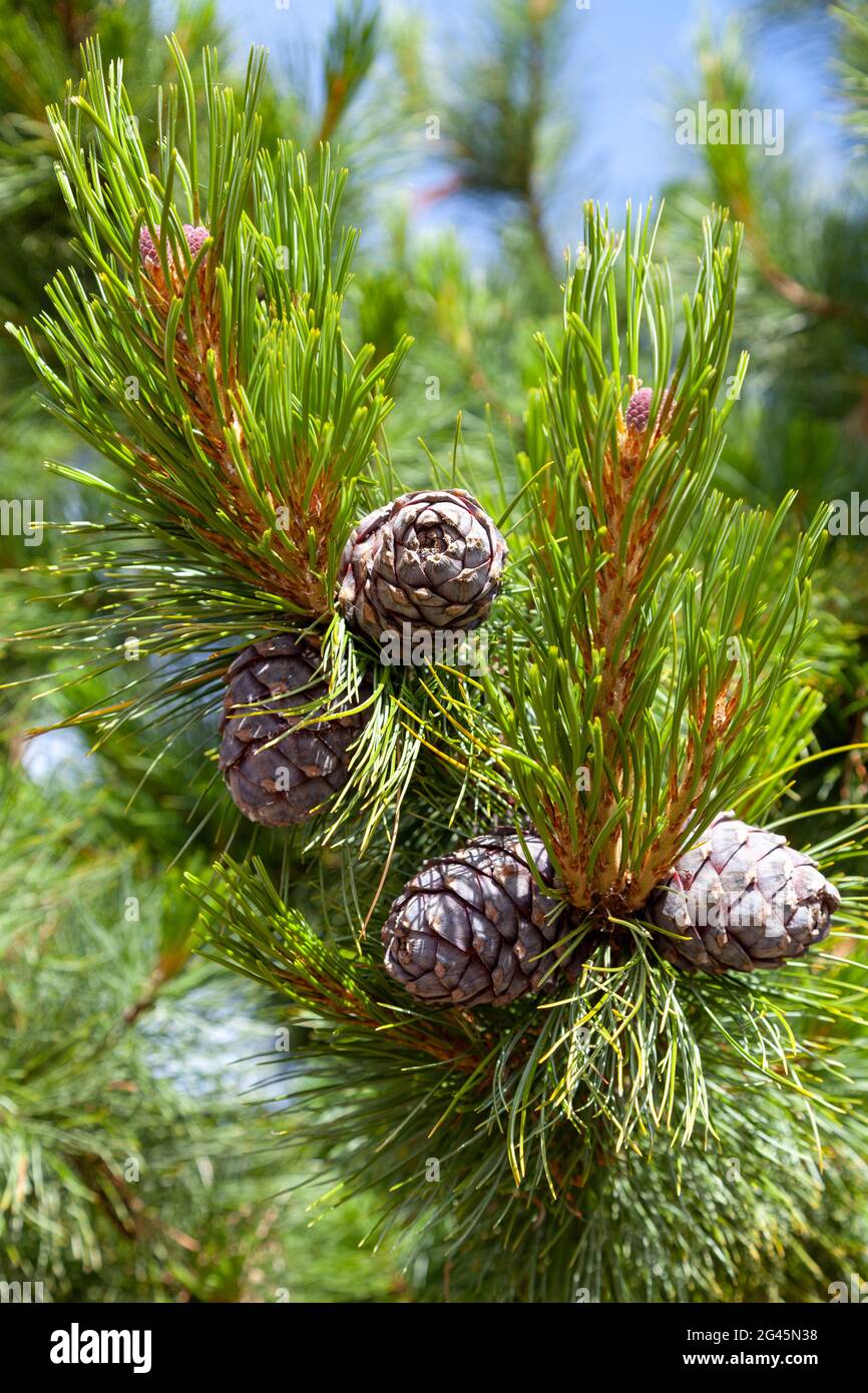 Pinus sibirica oder sibirische Kiefer Stockfoto