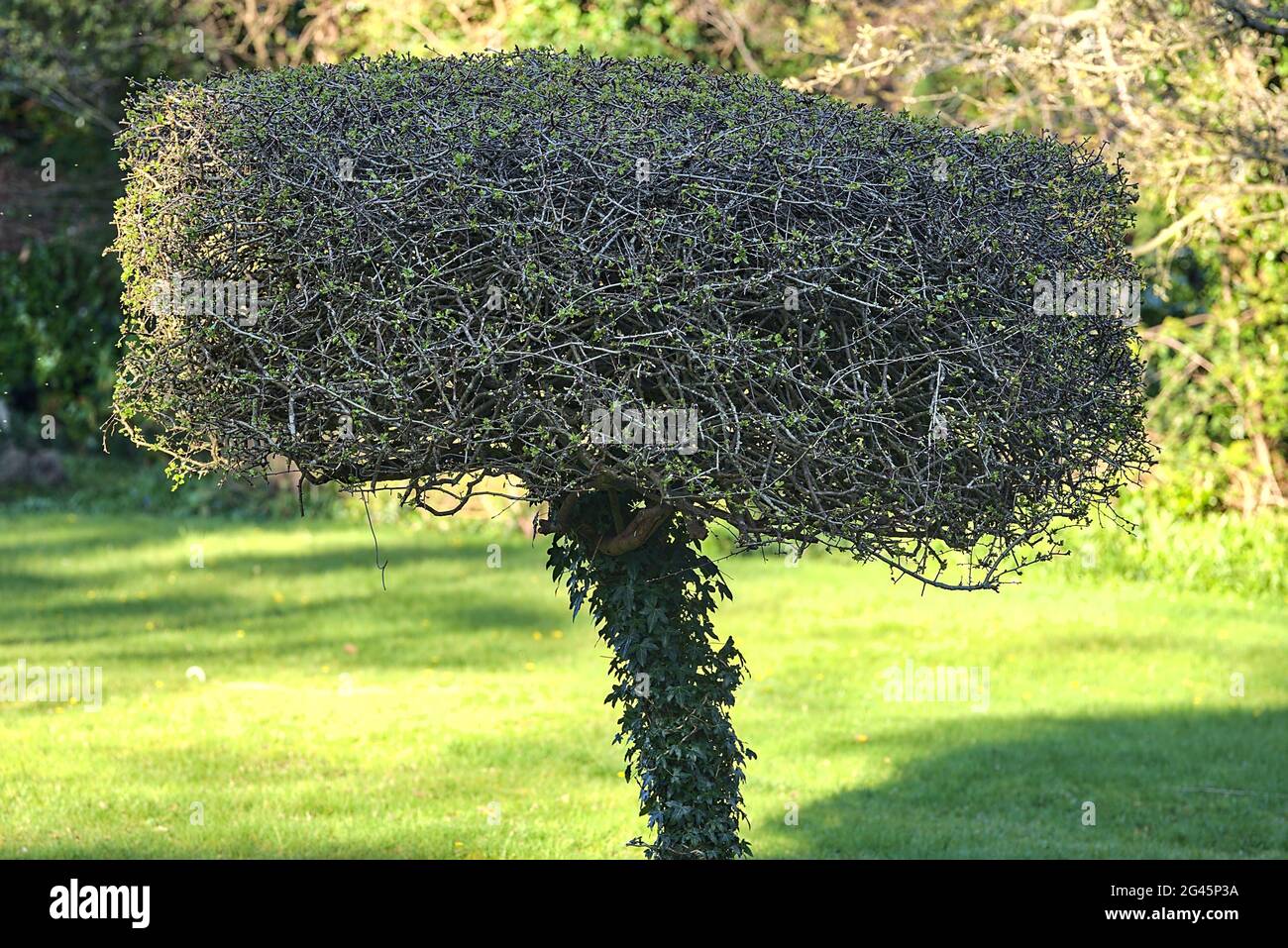 Schöner, heller Blick auf dekorierten, ausgefallenen Zierbaum im gemütlichen Frühlingsgarten der irischen Landschaft entlang der Ballycorus Road, Co. Dublin, Irland Stockfoto