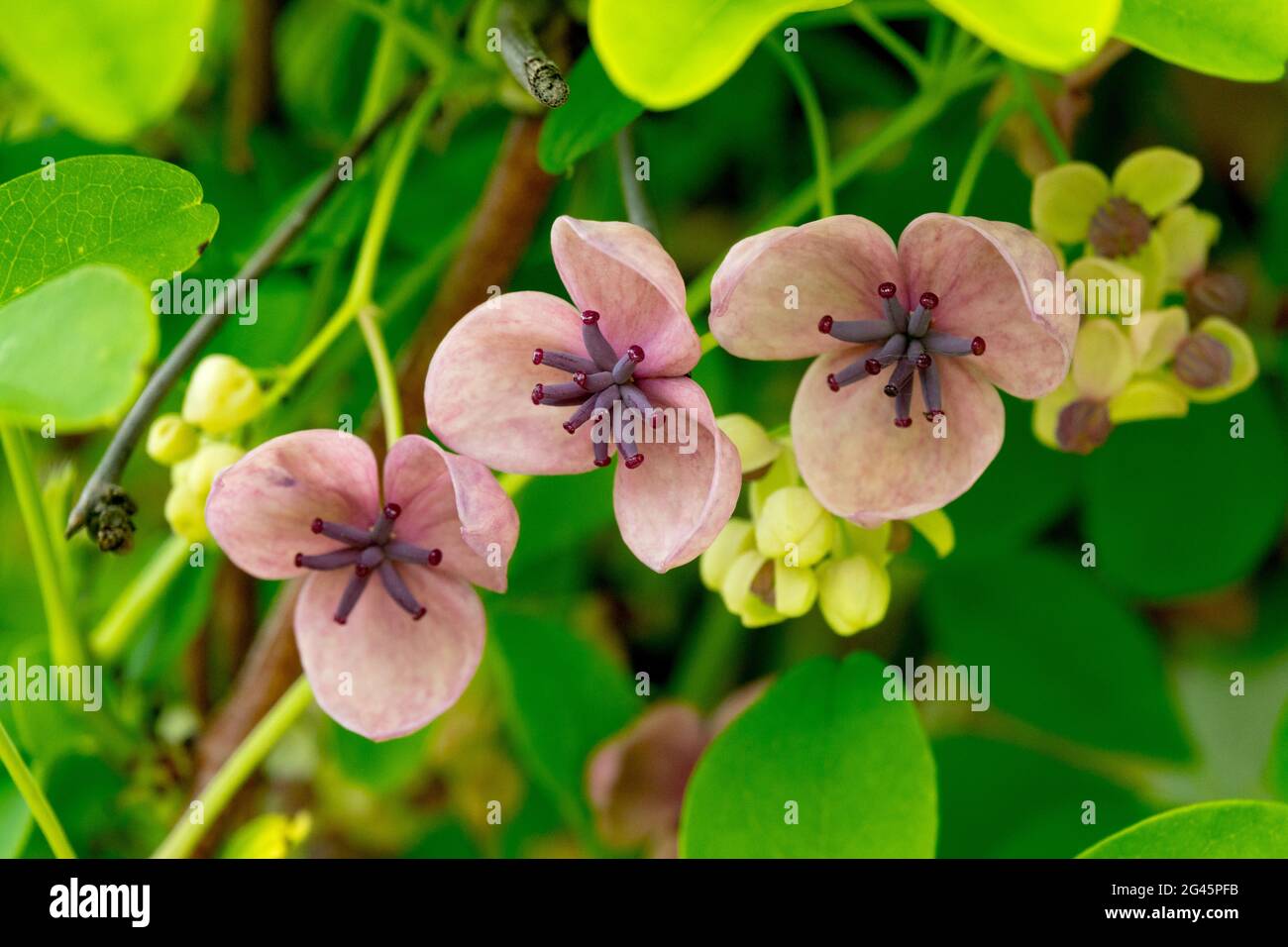 Akebia quinata Schokoladenblüte Stockfoto