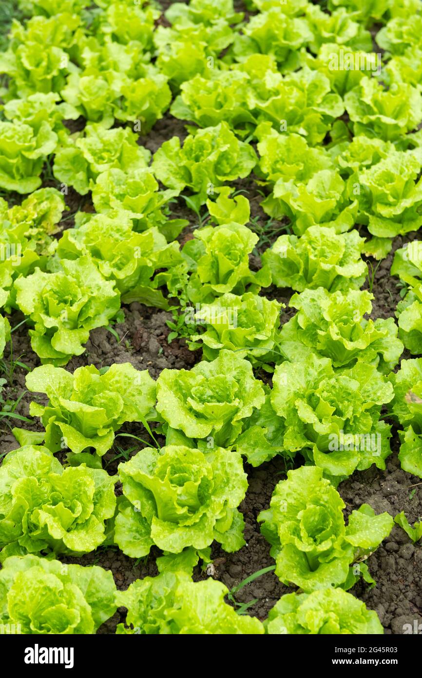Reihen von gepflanzten Salat vertikale Zusammensetzung Stockfoto