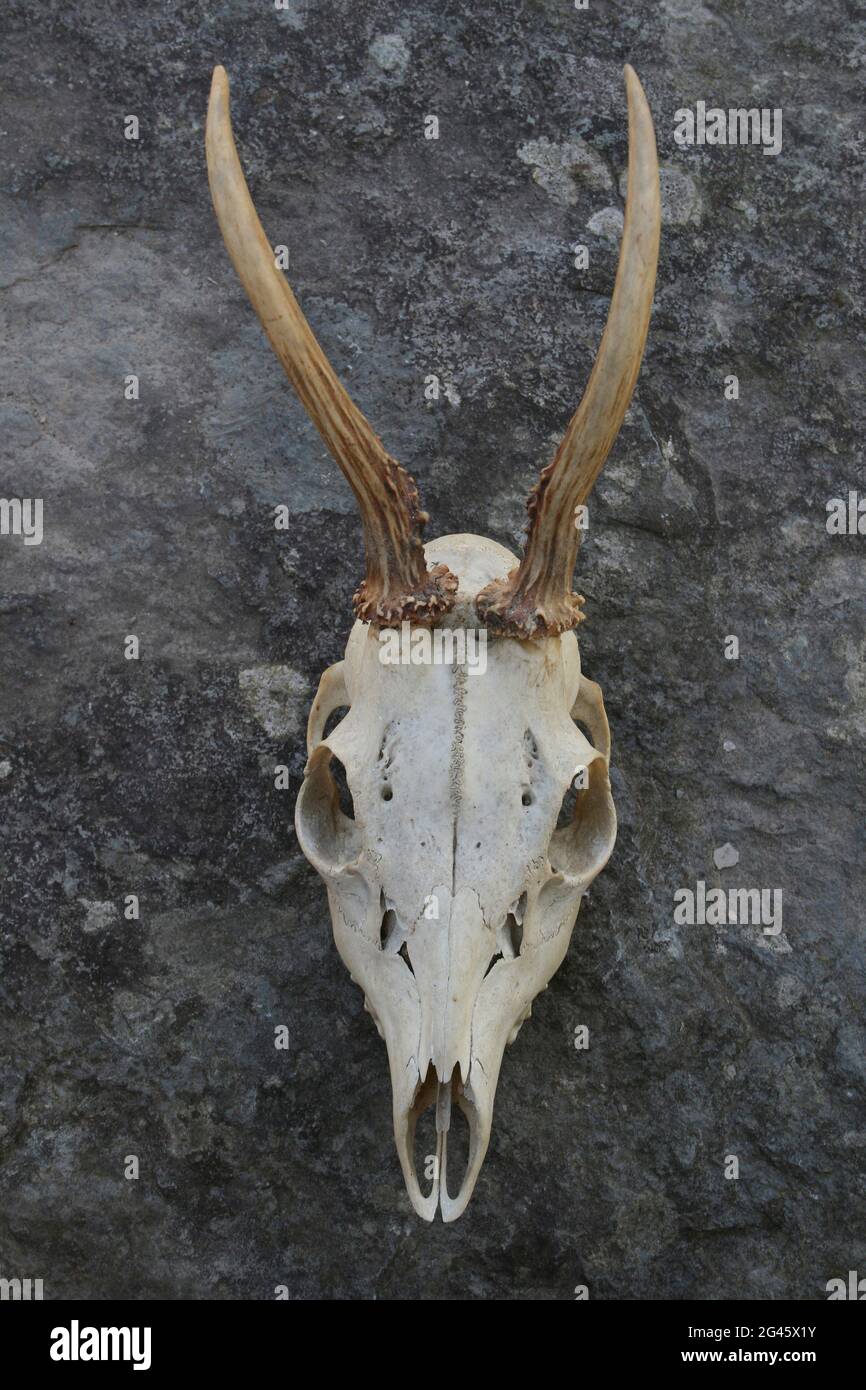 Schädel und Geweih eines zwei Jahre alten europäischen Rehe Capreolus Capreolus Buck Stockfoto