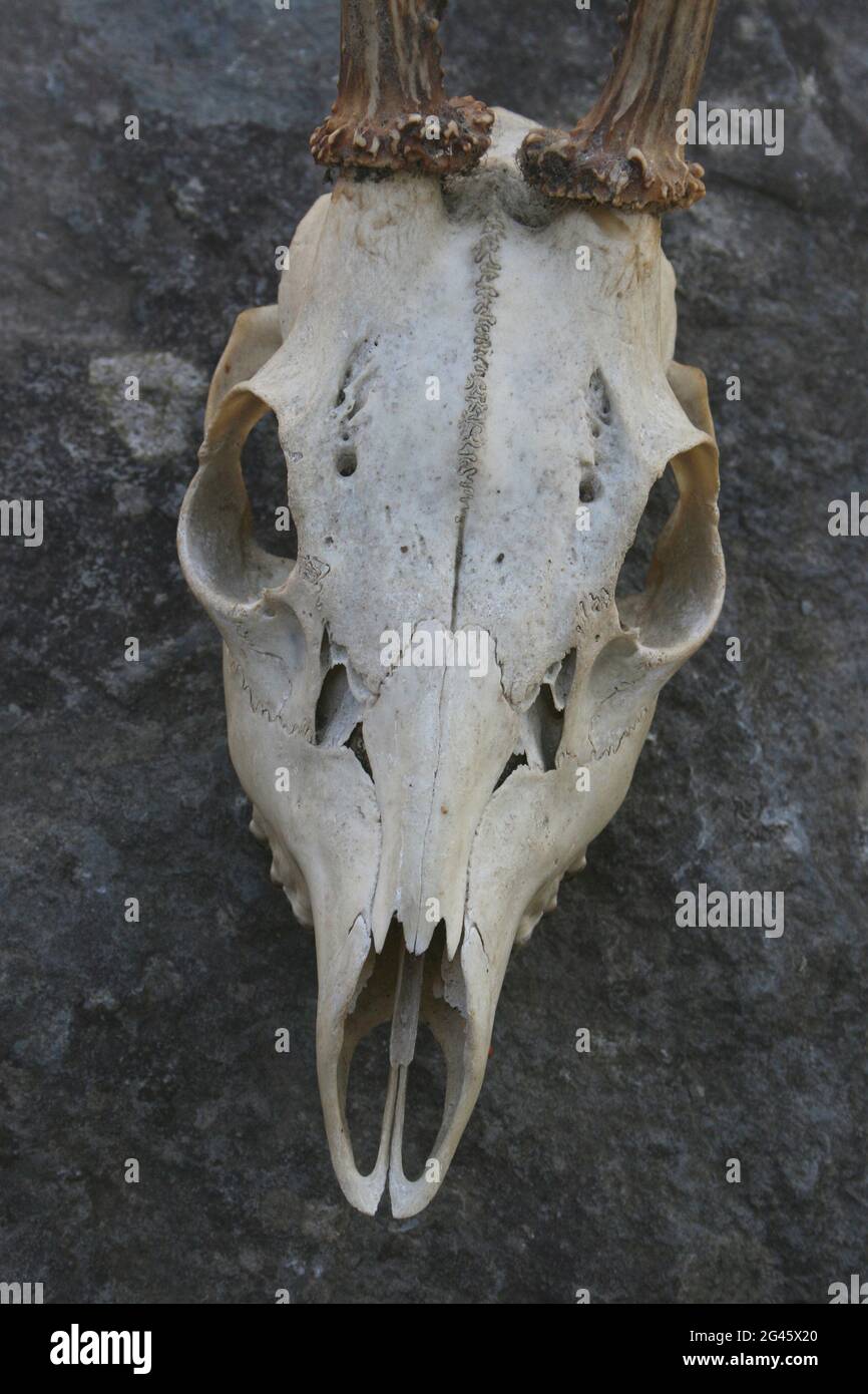 Schädel eines zweijährigen europäischen Rothirschs Capreolus capreolus Buck Stockfoto