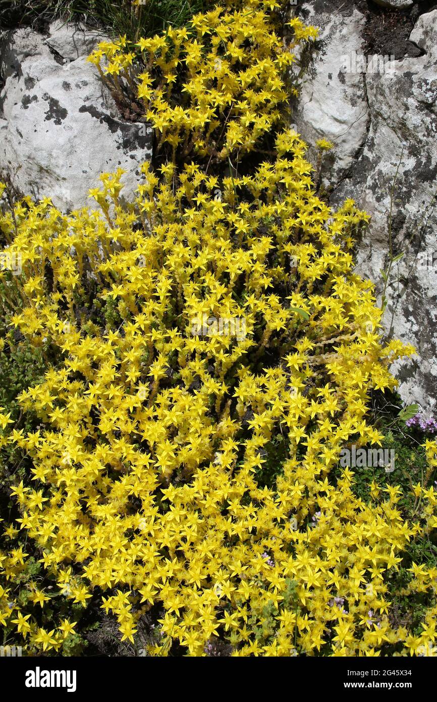 Beißende Mauerpfeffer Sedum acre Stockfoto