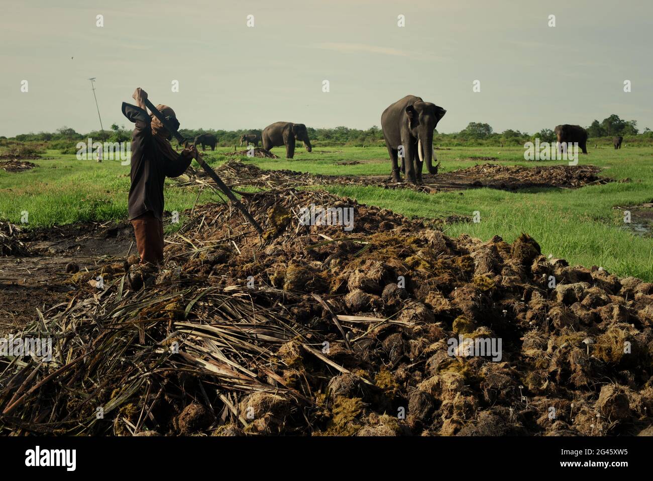 Ein Mitarbeiter, der im Sumatran Elephant Rehabilitation Center im Way Kambas National Park, Indonesien, Elefanten-Dungs leitet. Stockfoto
