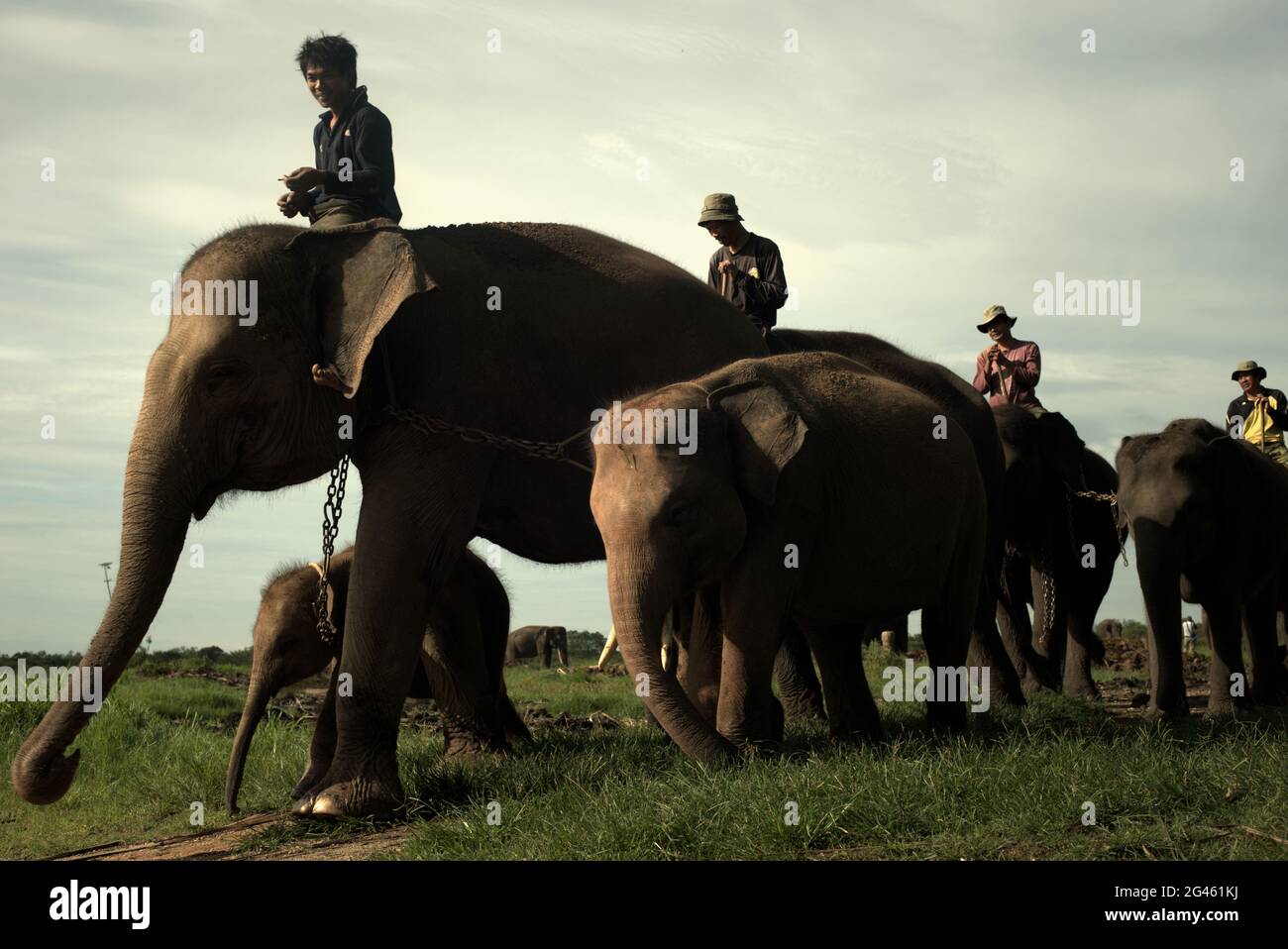 Mahouts reiten Elefanten zum Baden, bevor sie zum Futterplatz im Weg Kambas Nationalpark, Indonesien, gehen. Stockfoto