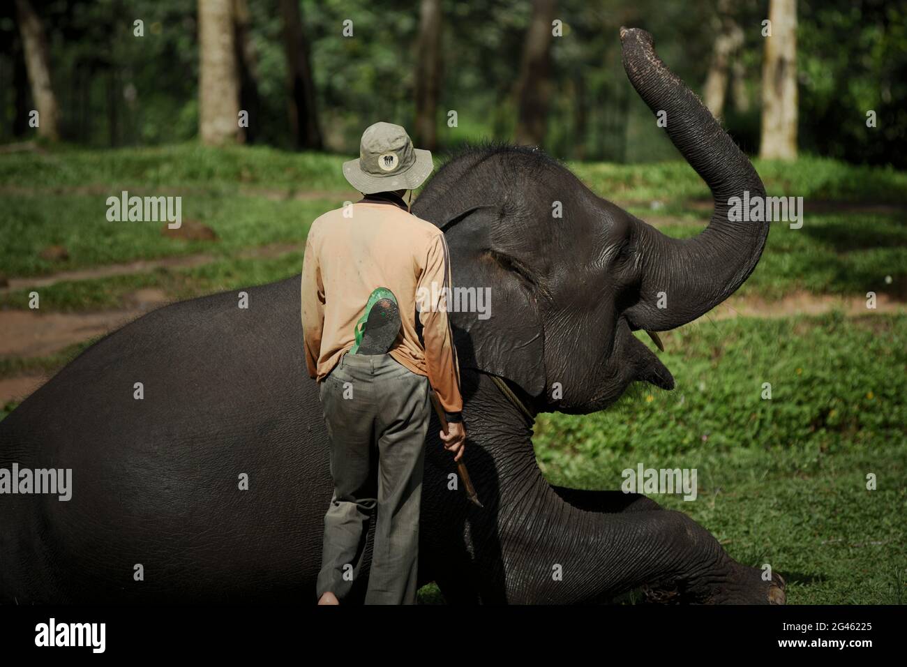 Ein Mahout und ein Elefant, die ihm im Sumatran Elephant Rehabilitation Center im Way Kambas National Park, Indonesien, zur Verfügung stehen. Stockfoto