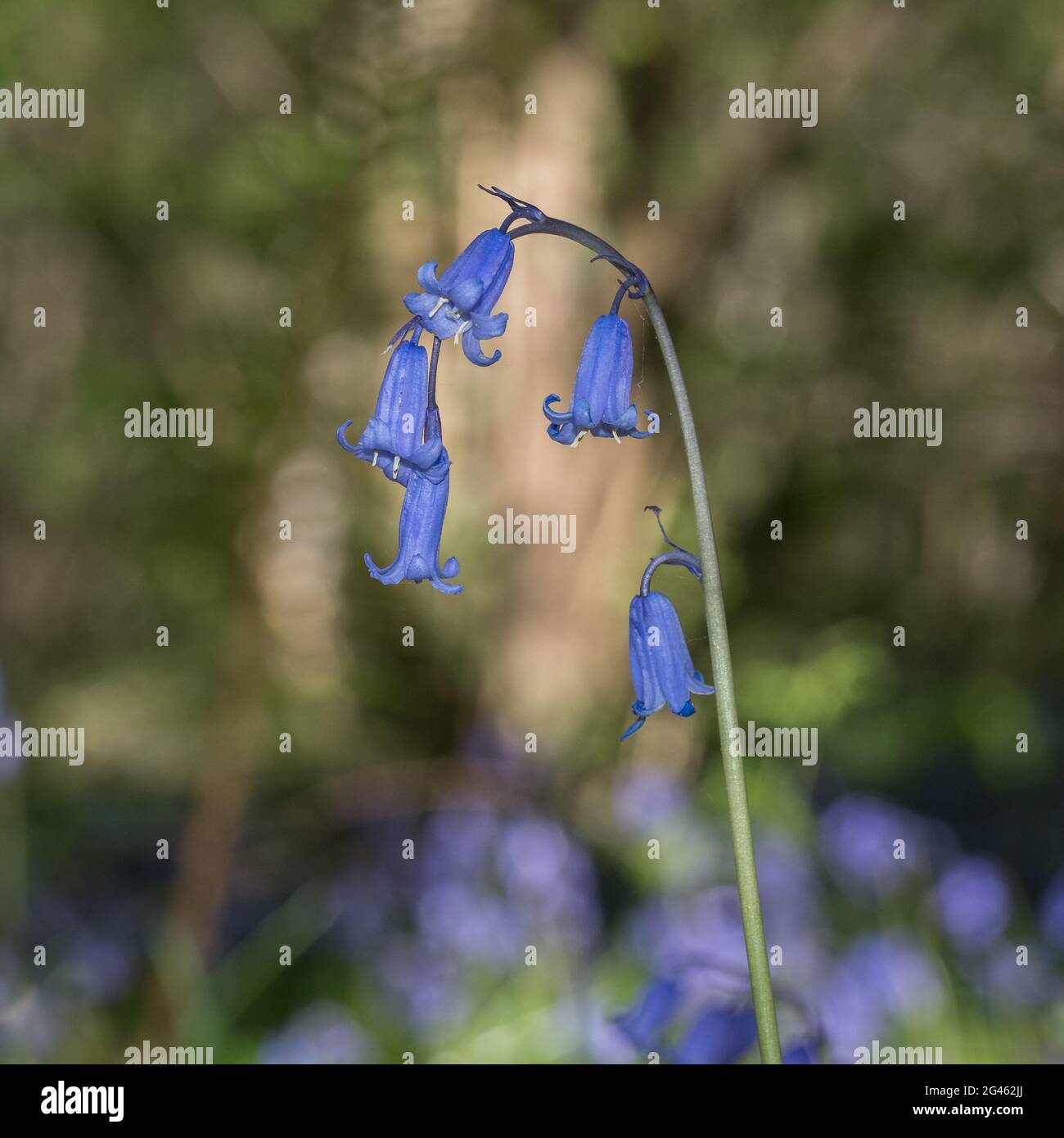 Ein einzelner isolierter Stamm Nahaufnahme Detail Bogen Englisch Bluebells am Boden Profil vor hellen Bokeh Hintergrund Stockfoto