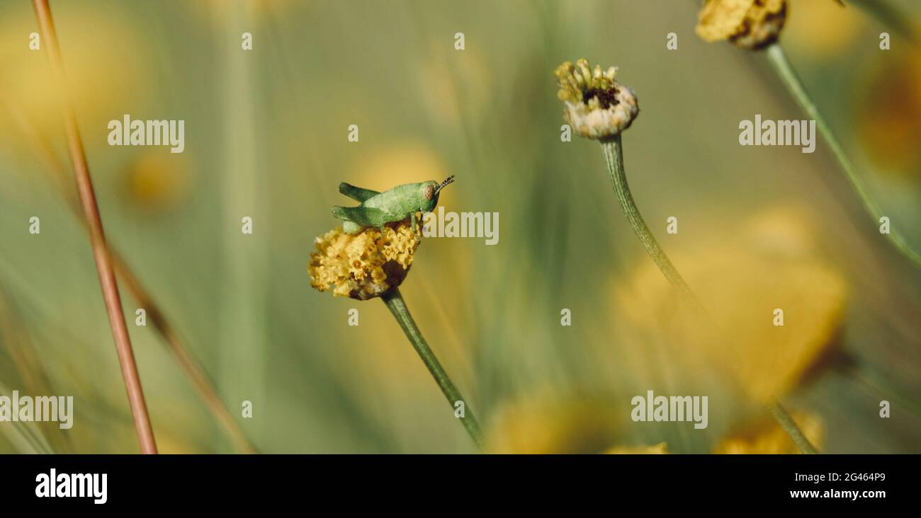 Kleine grüne Heuschrecke mit kurzen Antennen auf einer gelben Santolina-Blume bei Sonnenuntergang Stockfoto