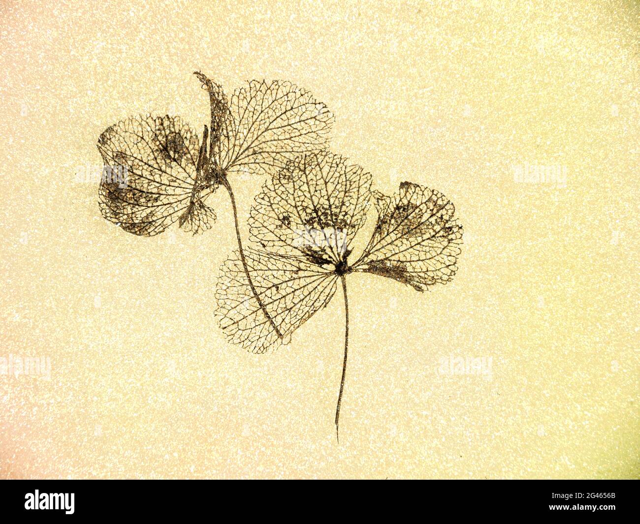 Natürlich getrocknete Hortensien Blüten, Nahaufnahme, auf texturiertem Hintergrund. Stockfoto