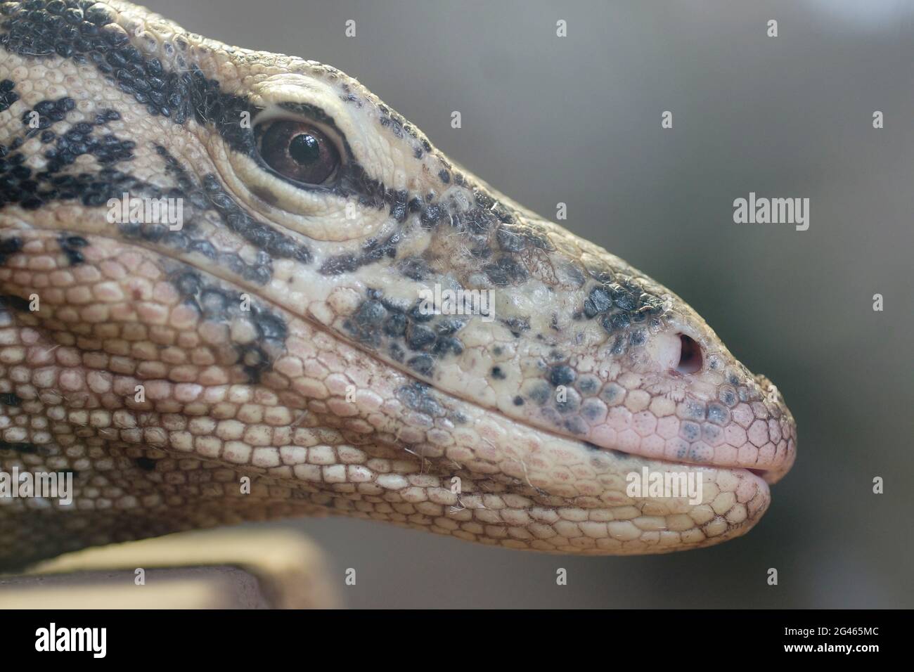 Varanus Salvator (Asiatische Wasser Monitor) Stockfoto