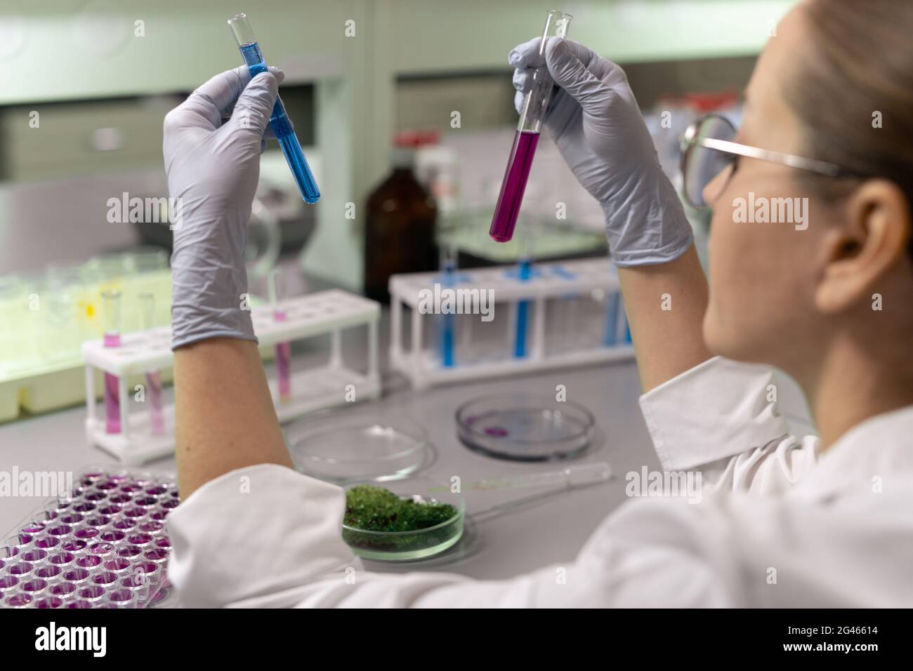 Eine mit einem Giebel umgarierte Wissenschaftlerin oder Chemikerin hält zwei Flaschen mit flüssigen Verbindungen Stockfoto