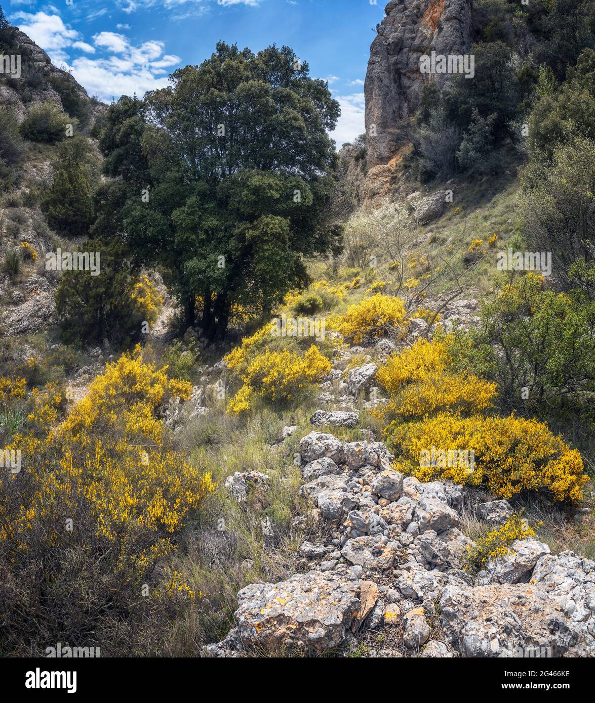 Frühlingslandschaft im Naturpark Montsant, Priorat, Katalonien Stockfoto